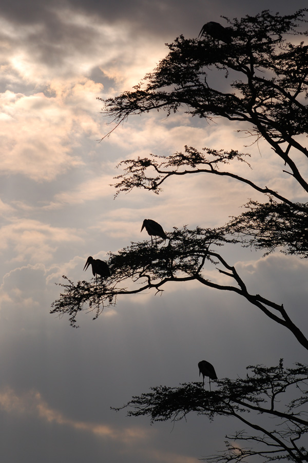 20120203084830_serengeti___le_parc__135_ 20120203084830_serengeti___le_parc__135_