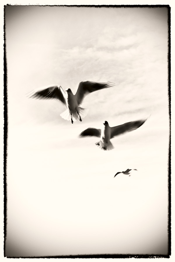 20120202113703_mouettes 20120202113703_mouettes