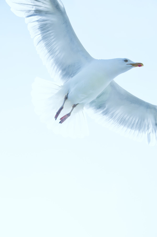 20120202114349_goeland_volant 20120202114349_goeland_volant