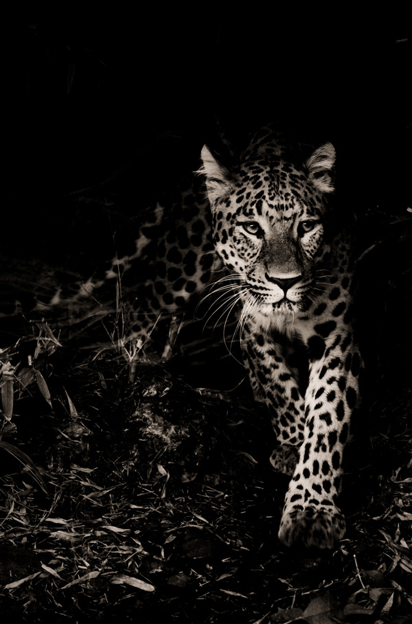 20120202193702_leopard_big_cat_cadre 20120202193702_leopard_big_cat_cadre