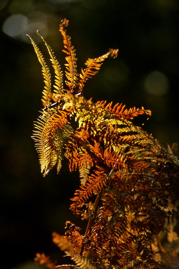 20120202202113_faisan_dore 20120202202113_faisan_dore