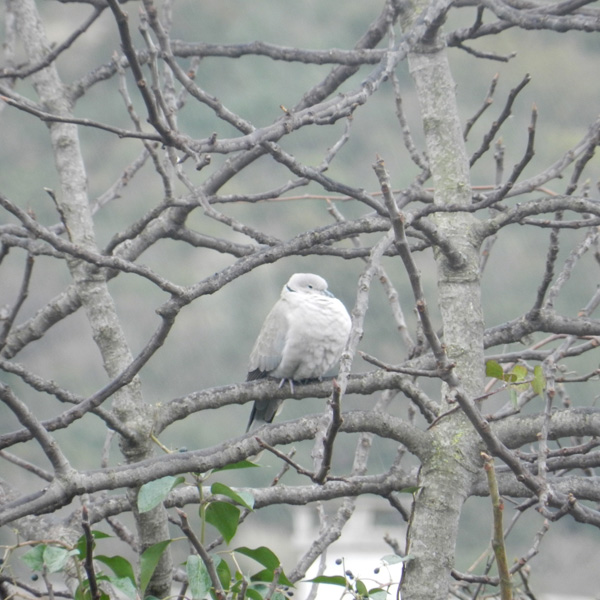 20120203211817_dscn1293 20120203211817_dscn1293