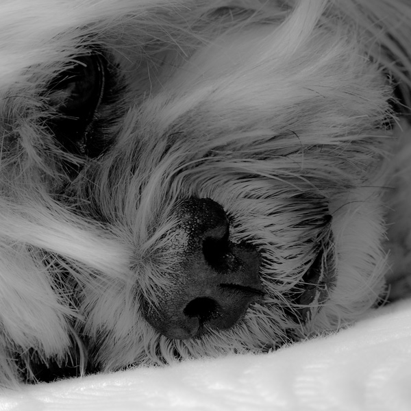20120203223434_lhassa_apso 20120203223434_lhassa_apso