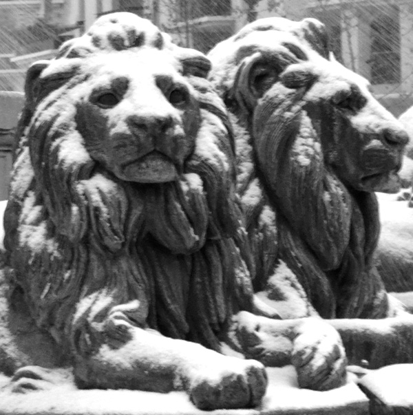 20120203200340_le_lion_ 20120203200340_le_lion_