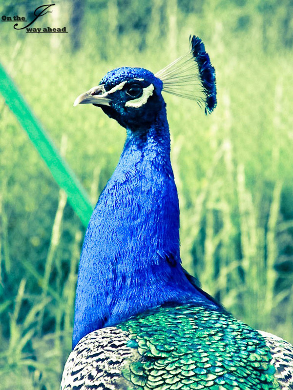 20120204192739_paon 20120204192739_paon