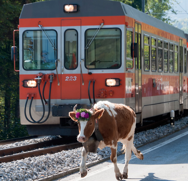 20120204201112_vache_court_devant_train 20120204201112_vache_court_devant_train