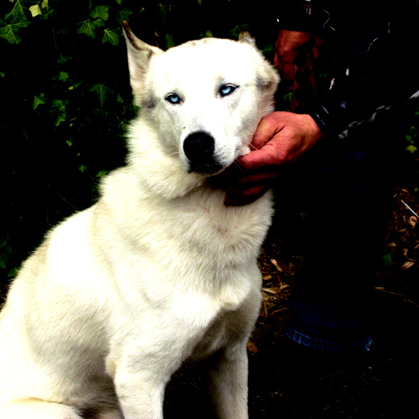 20120205163545_chien 20120205163545_chien