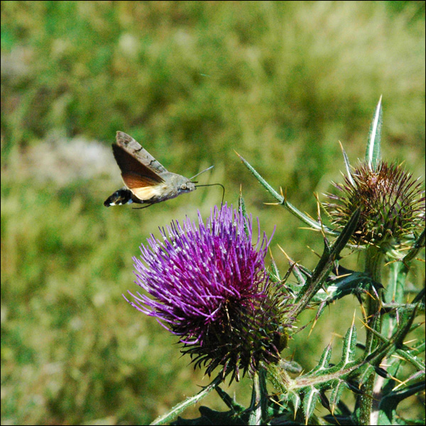 20120205190959_004_sphinx_cp1 20120205190959_004_sphinx_cp1