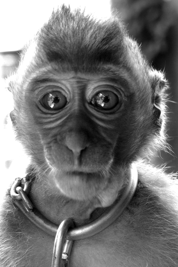 20120205195149_singe_ts 20120205195149_singe_ts