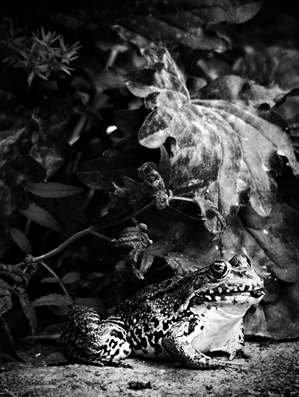 20120203104125_01_elian_chrebor_grenouille 20120203104125_01_elian_chrebor_grenouille