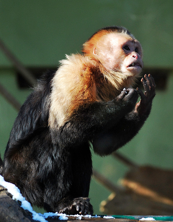 20120203111921_capucin 20120203111921_capucin