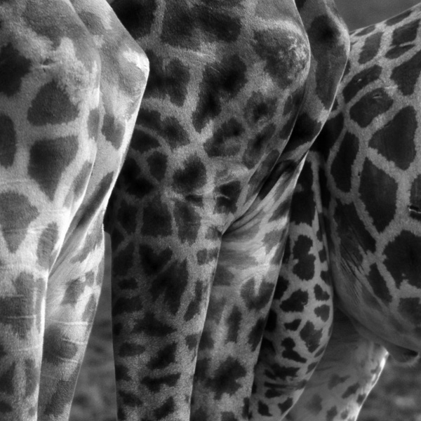 20120203161935_serander_arnaud_girafes 20120203161935_serander_arnaud_girafes