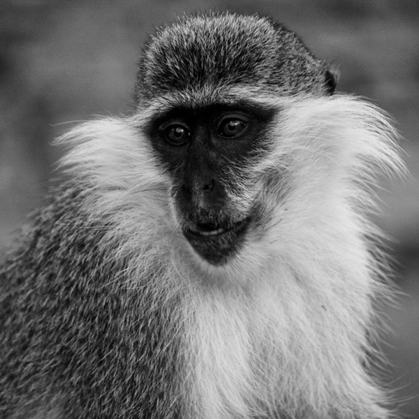 20120203163217_animal 20120203163217_animal