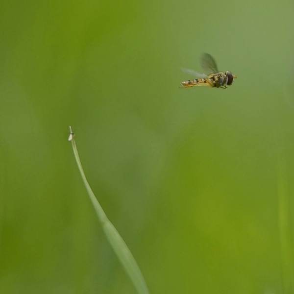 20120203164513_petite_guepe 20120203164513_petite_guepe