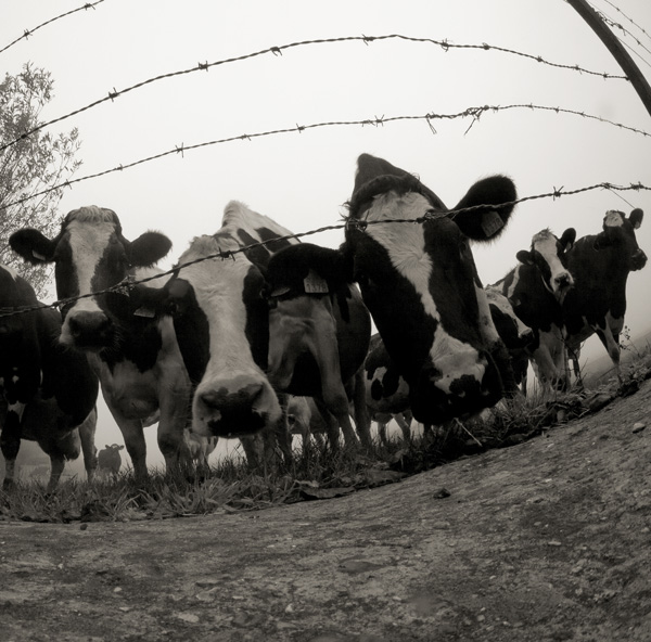 20120203170321_vaches_competences_photo 20120203170321_vaches_competences_photo