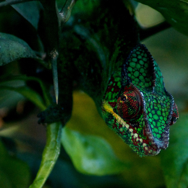 20120204052833_l_ami_du_jardin 20120204052833_l_ami_du_jardin