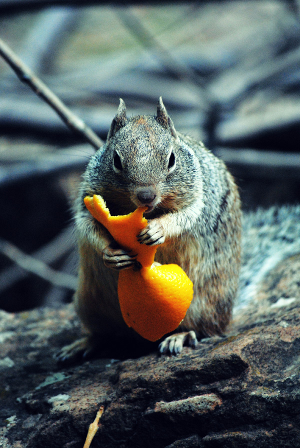 20120204120705_dsc_0604 20120204120705_dsc_0604