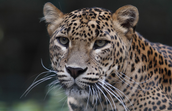 20120204143316_img_4713zoo_la_palmyre 20120204143316_img_4713zoo_la_palmyre