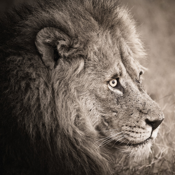 20120204184122_kruger_2008___marc___carte_1___0139 20120204184122_kruger_2008___marc___carte_1___0139