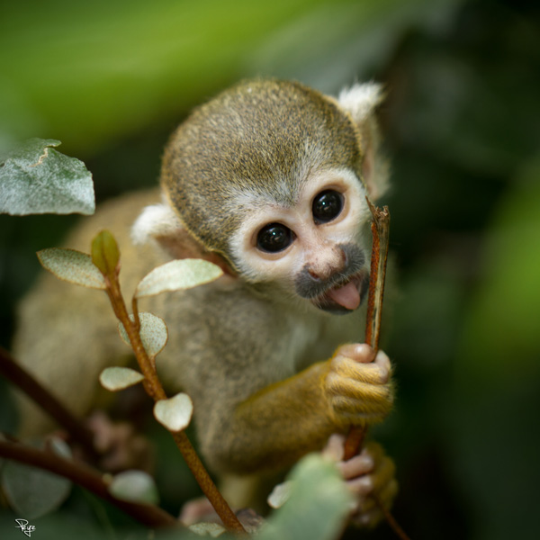 20120204191203_singe_saimiri_2 20120204191203_singe_saimiri_2