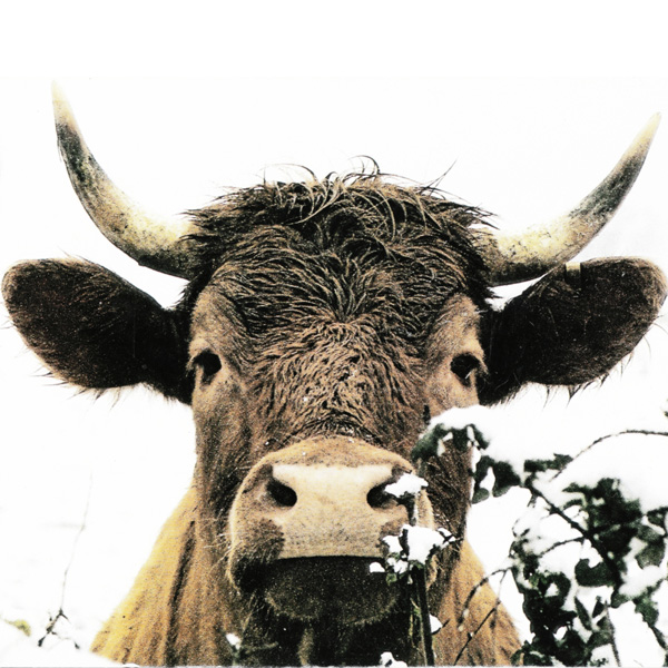 20120204204717_cpcof1vachea 20120204204717_cpcof1vachea