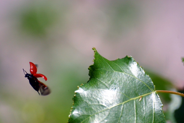 20120205090638_envol___photo_sebastien_gayet 20120205090638_envol___photo_sebastien_gayet