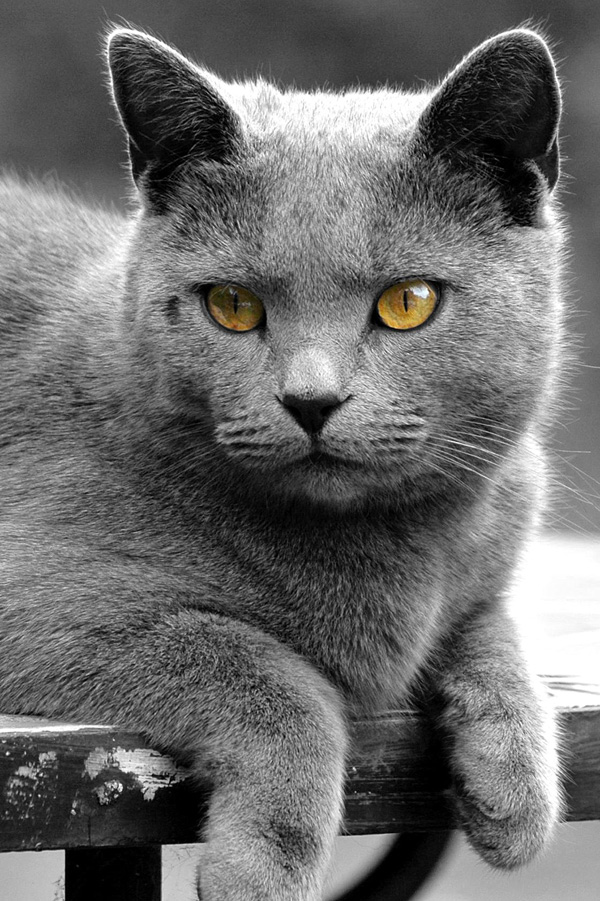 20120205151150_chat_concours1 20120205151150_chat_concours1