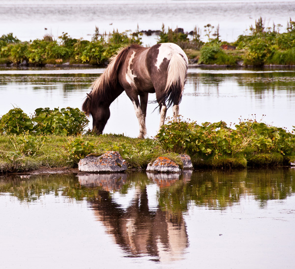 20120205200820_animal 20120205200820_animal