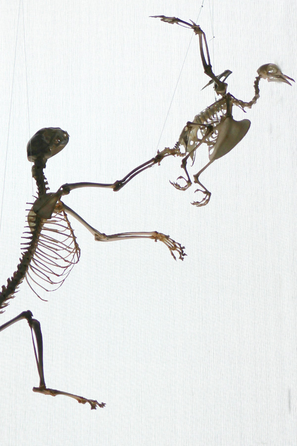 20120205211000_le_predateur_et_sa_proie 20120205211000_le_predateur_et_sa_proie