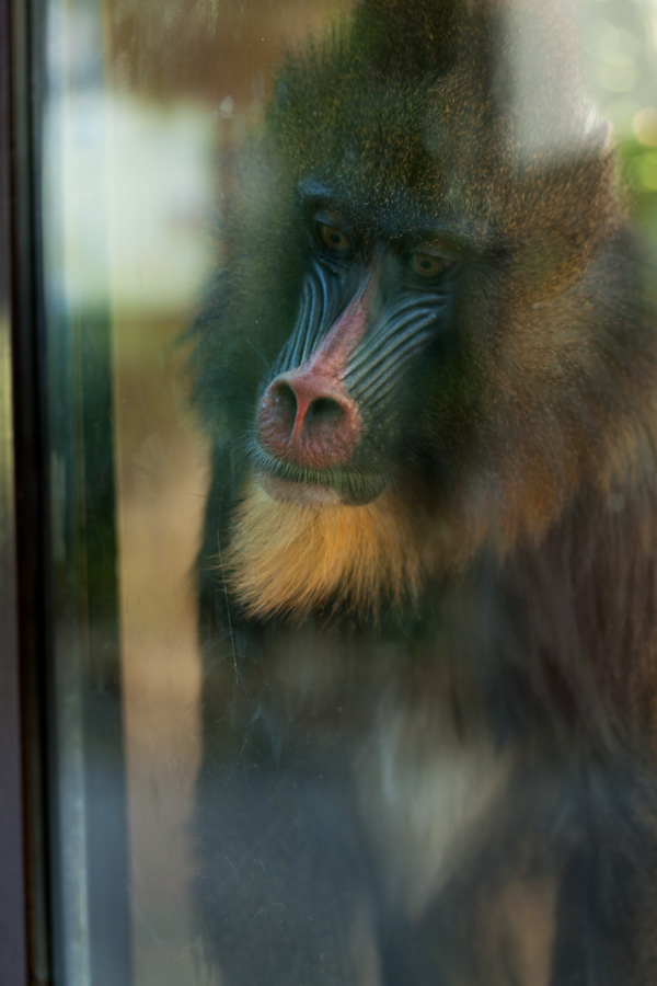 20120206095038_zoo19 20120206095038_zoo19