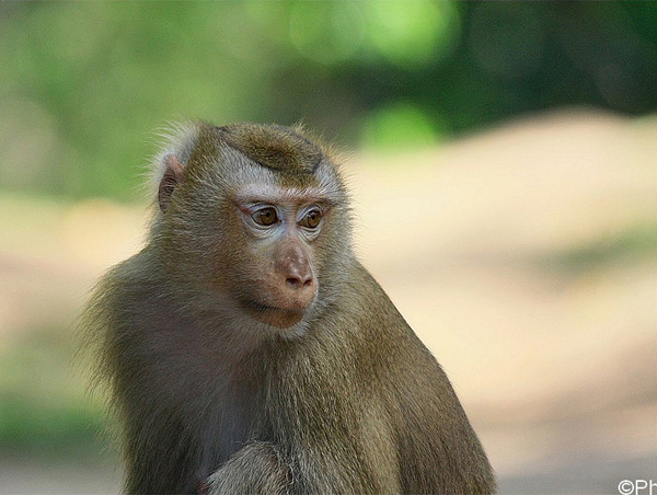 20120203120642_0067___thailande_canon 20120203120642_0067___thailande_canon
