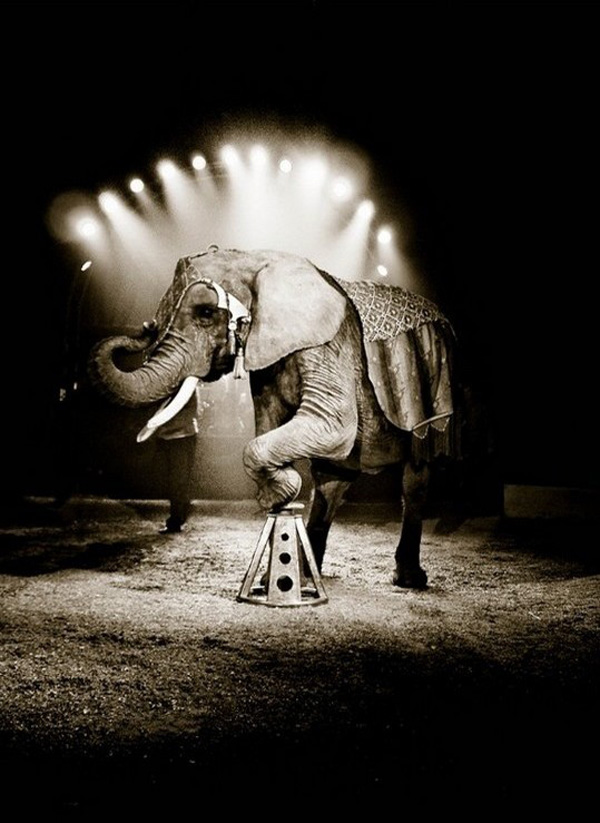 20120203122139_i_animal 20120203122139_i_animal