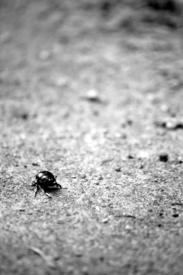 20120203165542_solitaire 20120203165542_solitaire