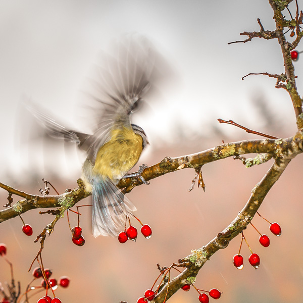 20120203184046_img_3600_comp_ 20120203184046_img_3600_comp_