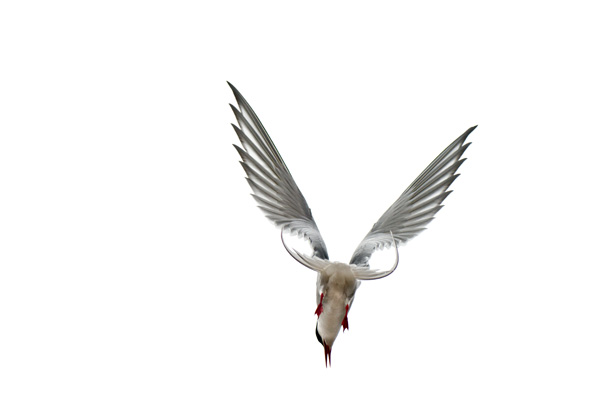 20120205132852_full__2 20120205132852_full__2