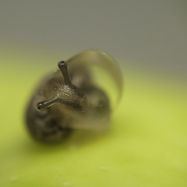 20120205211838_vigilance 20120205211838_vigilance