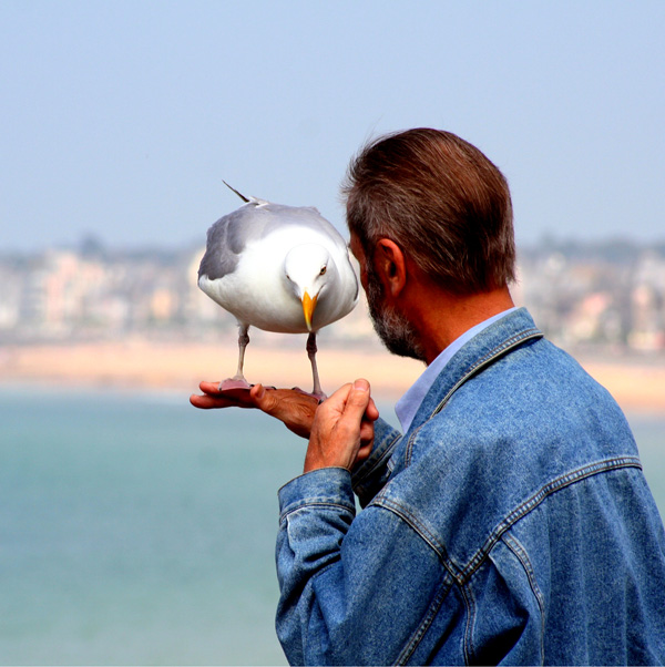 20120206091442_la_mouette_et_l_homme 20120206091442_la_mouette_et_l_homme