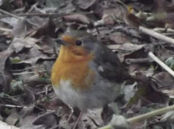 20120206161815_rouge_gorge__2_ 20120206161815_rouge_gorge__2_