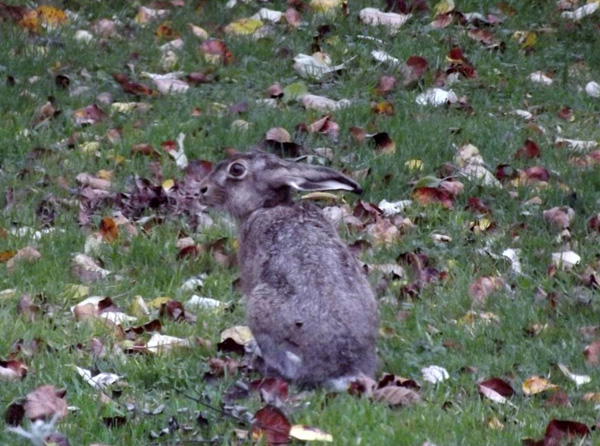 20120206163032_lapin__2_ 20120206163032_lapin__2_