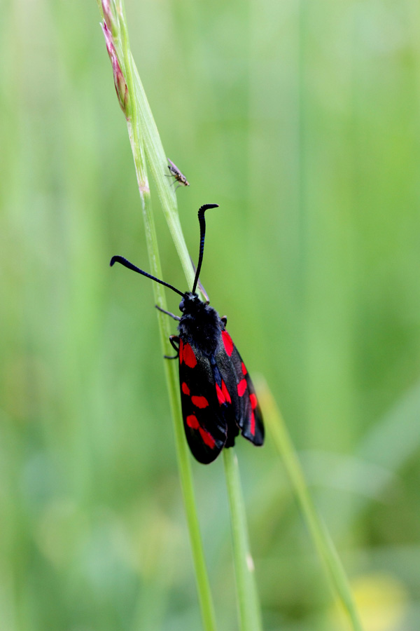 20120206181613_imgzygene 20120206181613_imgzygene