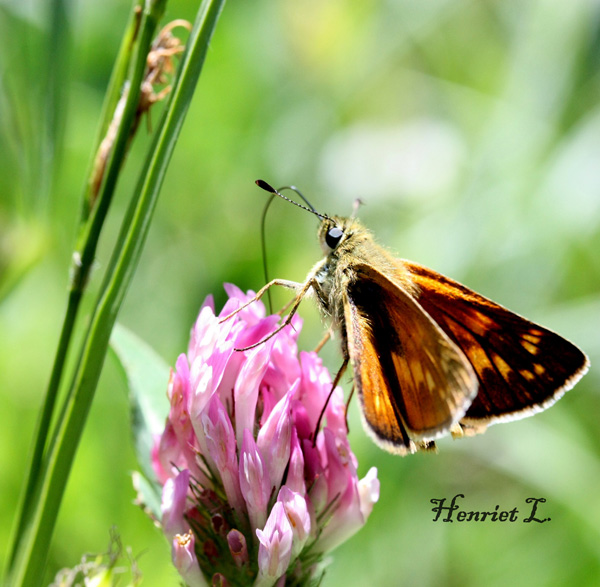 20120206181839_imgpapillon 20120206181839_imgpapillon