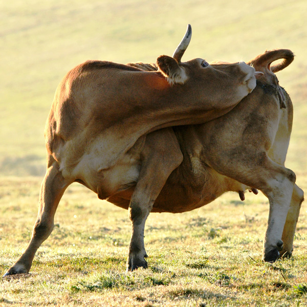 20120207150800_ahlavache1 20120207150800_ahlavache1