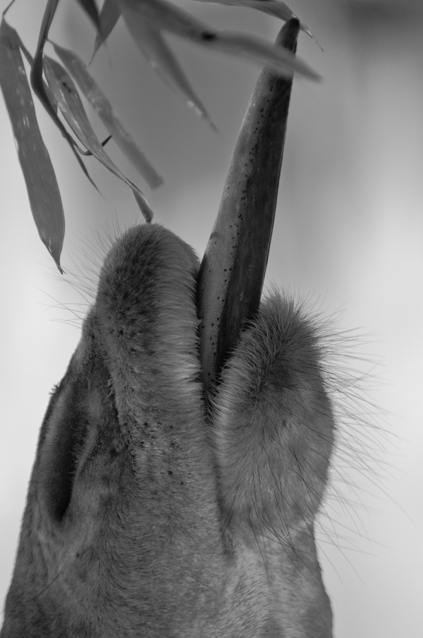 20120207184951_linguiste20107798b 20120207184951_linguiste20107798b