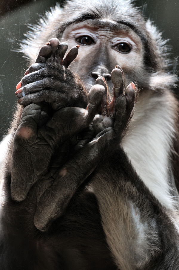 20120206103900_l_illusion_maurizio_falcone 20120206103900_l_illusion_maurizio_falcone