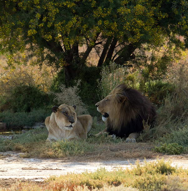 20120206135847_couple_of_lions