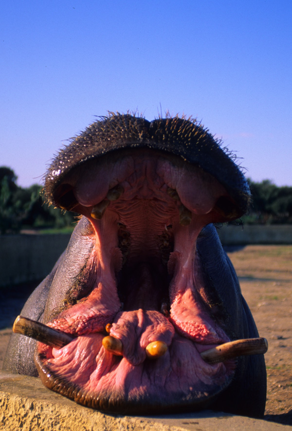 20120206214457_larroudetasei_n21b 20120206214457_larroudetasei_n21b