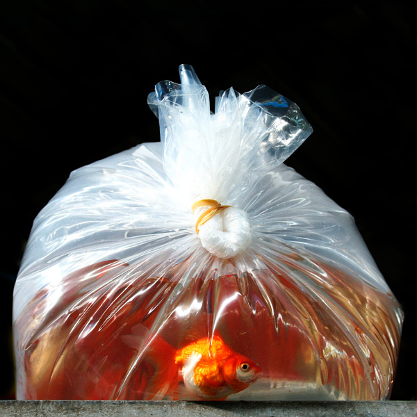 20120207093155_competence_photo_98_ 20120207093155_competence_photo_98_