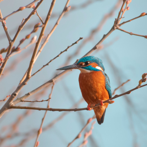 20120208101934_concours_1 20120208101934_concours_1