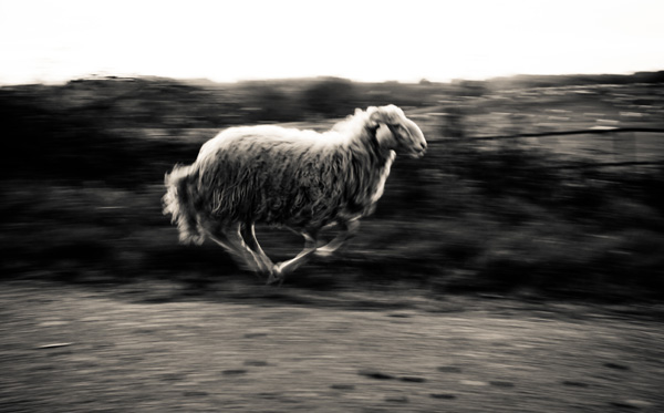 20120206203622_saute_mouton 20120206203622_saute_mouton