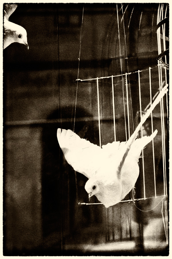 20120208004741_le_portrait_d_un_oiseau___claudine_coupe 20120208004741_le_portrait_d_un_oiseau___claudine_coupe